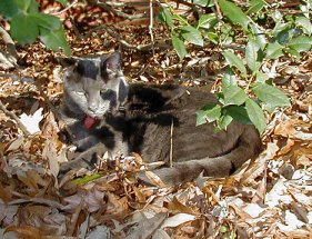 Tommy the cat