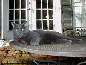 Tommy the cat on table